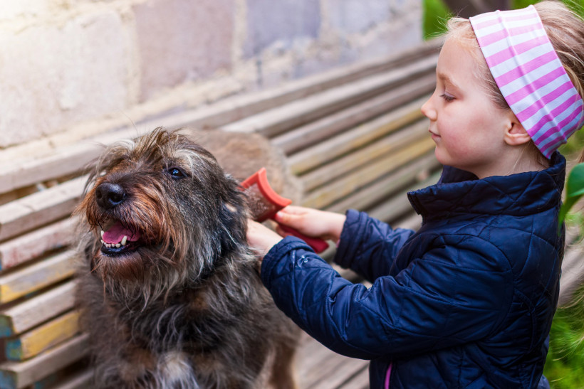 вичісування собаки