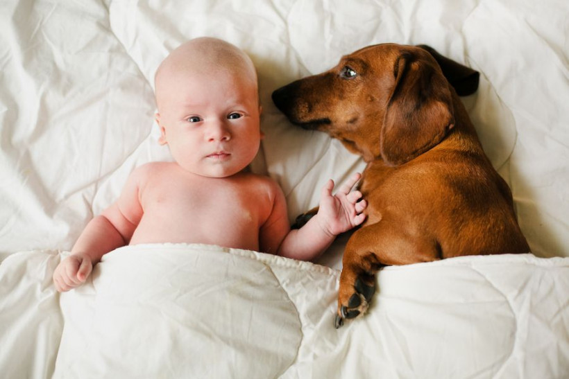 малюк і собака
