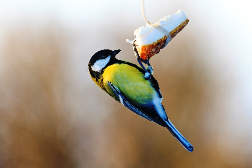 Как и чем кормить птиц зимой?