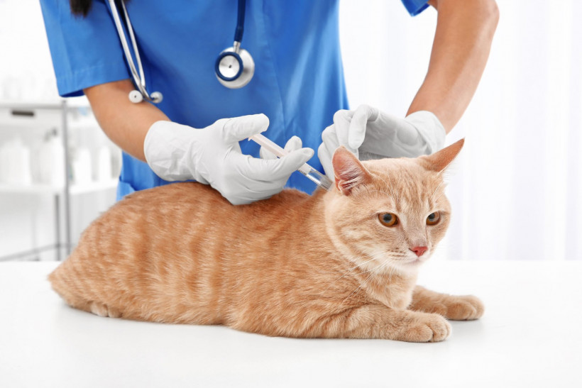 Вакцинація котів