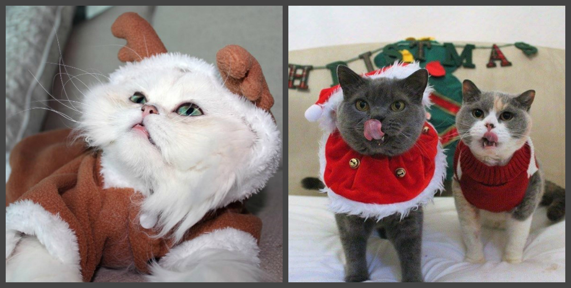 Коты в новогодних костюмах