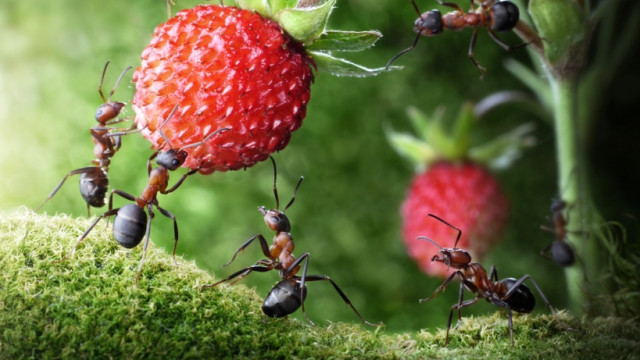 Жизнь муравейника: познавательная лекция от канала TED