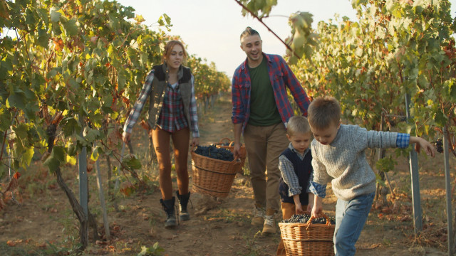 Антитела клип