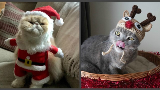 Новогодние коты