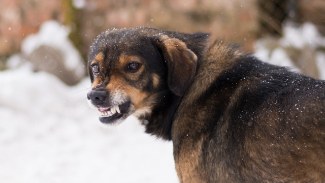 бешенство в Укриане