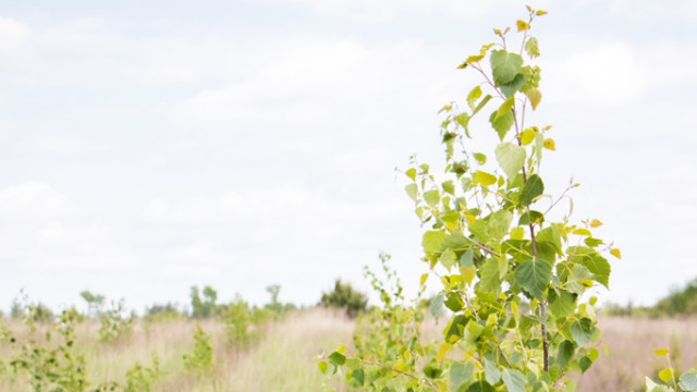 Фонд Yves Rocher в 2020 році висадив 100 000 дерев в Україні!