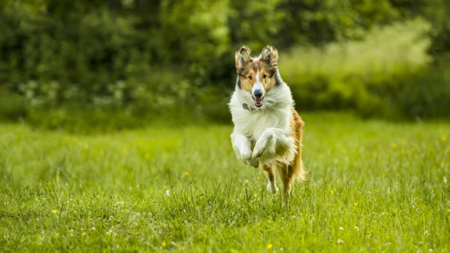 Три самых крутых собаки,  которые снялись в кино