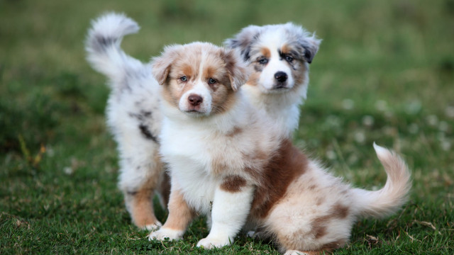 Понимаете ли вы своего питомца? Учимся читать невербальные сигналы котов и собак