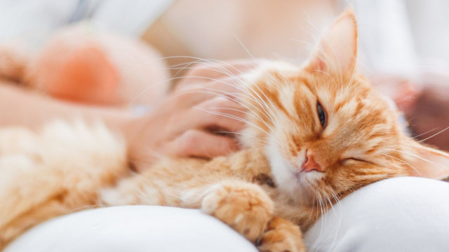 Чи потрібно робити щеплення домашньому коту?