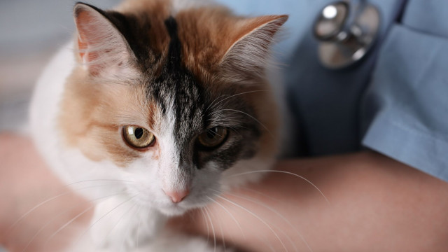 Котики-муркотики