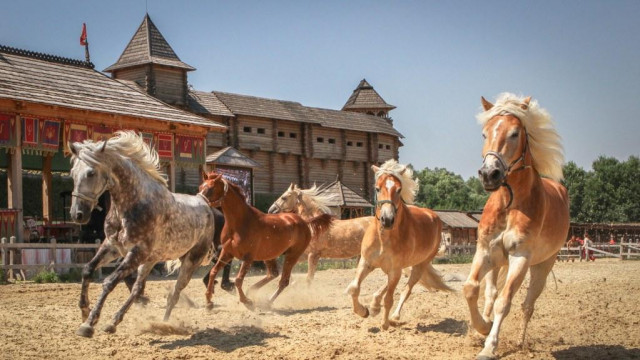 Лошади красивые