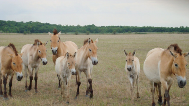 Аскания Нова