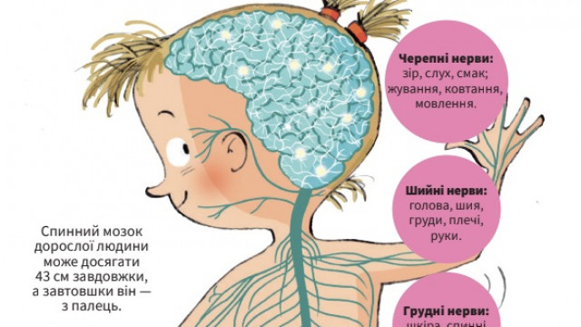 Тіло людини зсередини