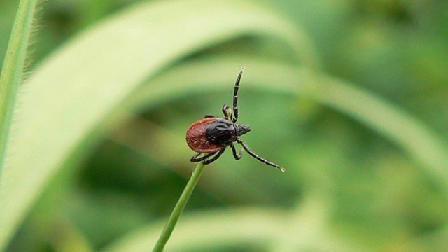 мифы о клещах