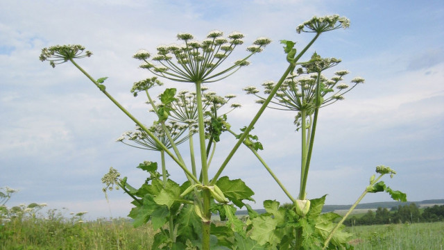 борщевник сосновського