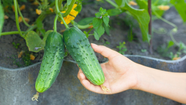 огурец огірок