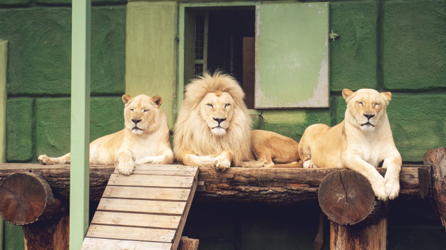 Заміський Парк тварин ХІІ Місяців