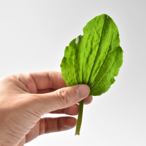 подорожник