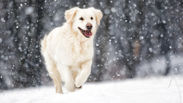 уход за собакой зимой