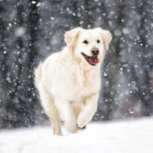 собака взимку