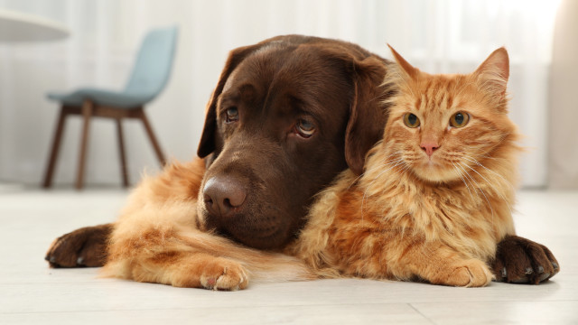 линяння собаки і кішки