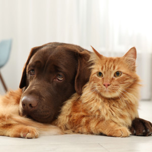 линяння собаки і кішки