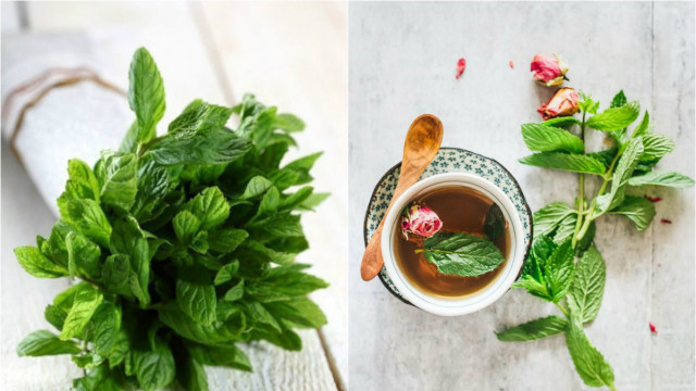 Свіжа м'ята