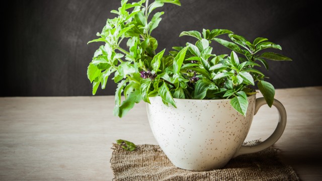 Базилик в чашке на столе