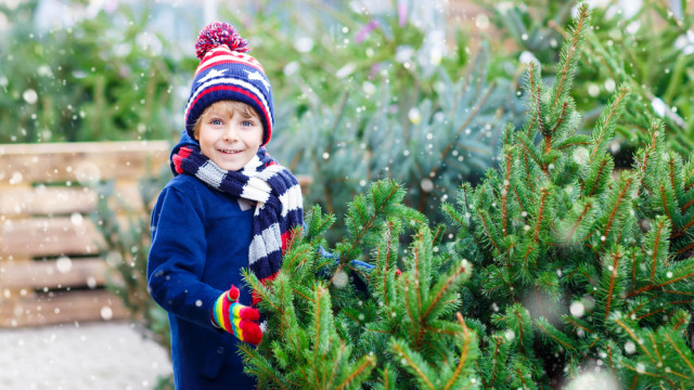Хлопчик вибирає ялинку
