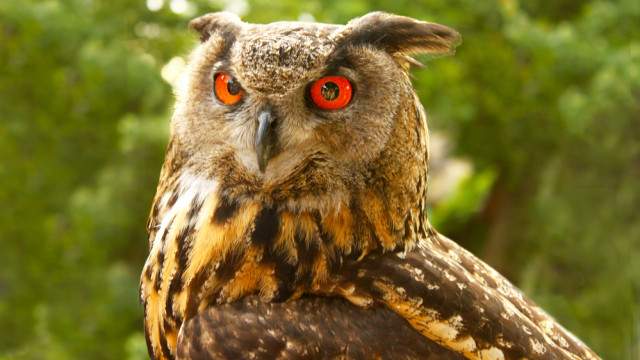 Красная сова - опасная игра