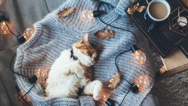 кіт новий рік