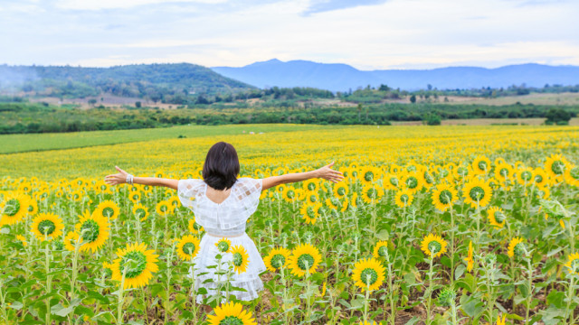 девушка в поле подсолнухов, природа