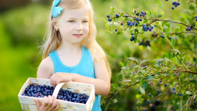 черника девочка с корзинкой