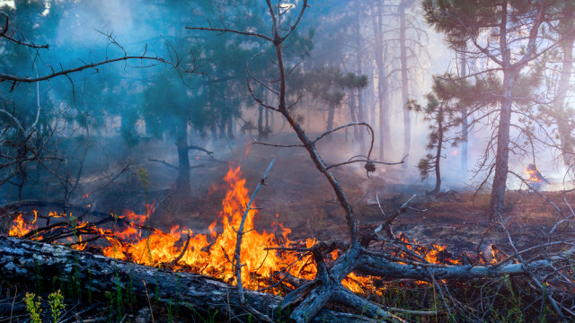 лесной пожар