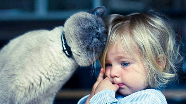 Как украинцы относятся к домашним животным -  интересная статистика!