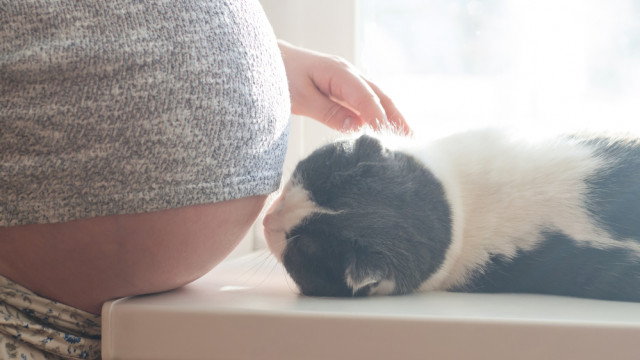 беременная и кот