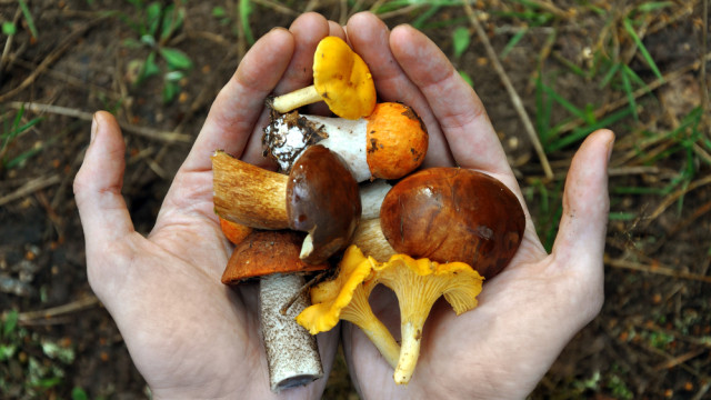 лесные грибы