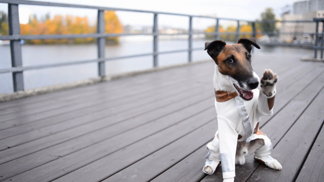 пес супергерой