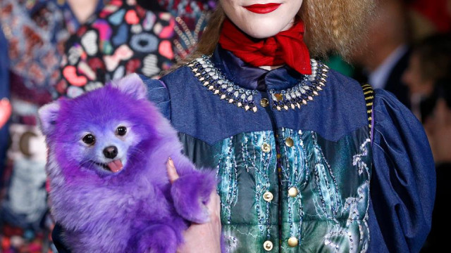 Как не нужно любить домашних животных, Или заложники любви