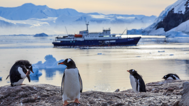 антарктида пингвины
