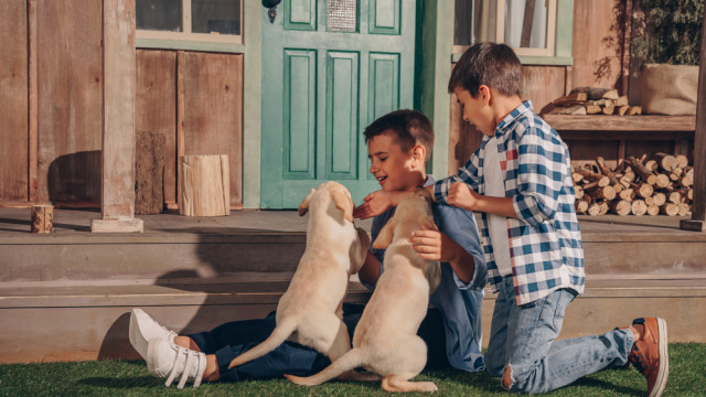 дети играют с собаками