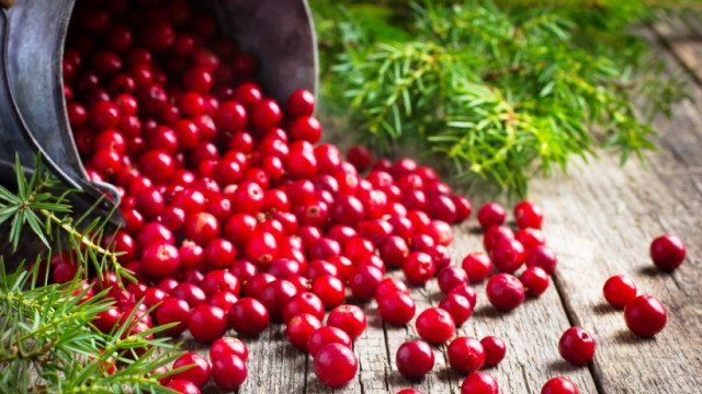 Чем полезна клюква  для женщин?