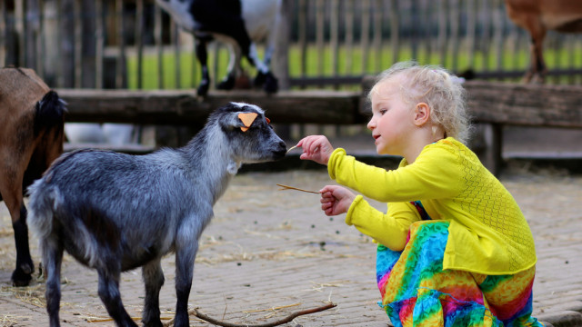 девочка кормит козленка или теленка