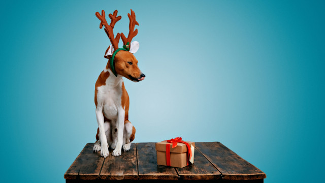 смешная новогодняя картинка