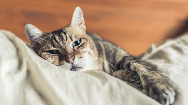 История развития цивилизации в котиках: необычная лекция канала TED