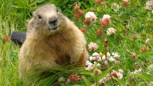 день сурка традиции и приметы