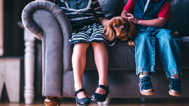 как собака лечит