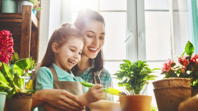 огород на подоконнике