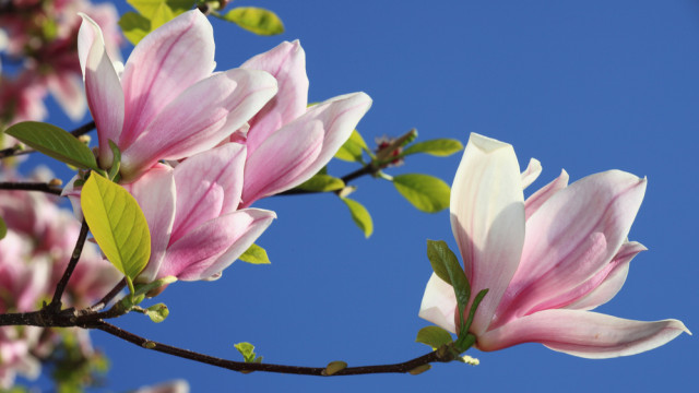 весенние цветы