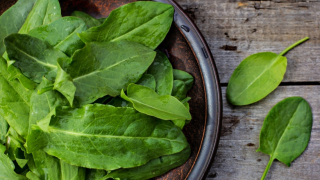 Щавель: польза и вред весенней зелени